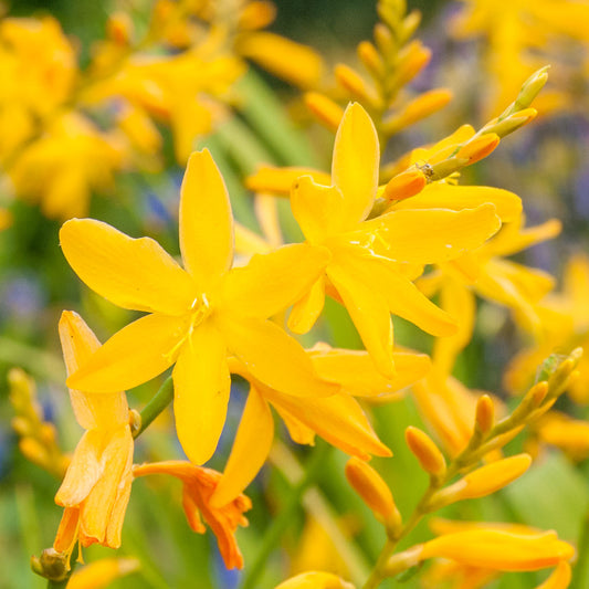 Crocosmia × crocosmiiflora 'Norwich Canary'