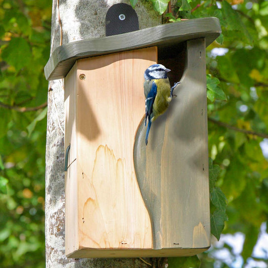 Curve, Cavity Nest Box, with bird at entrance