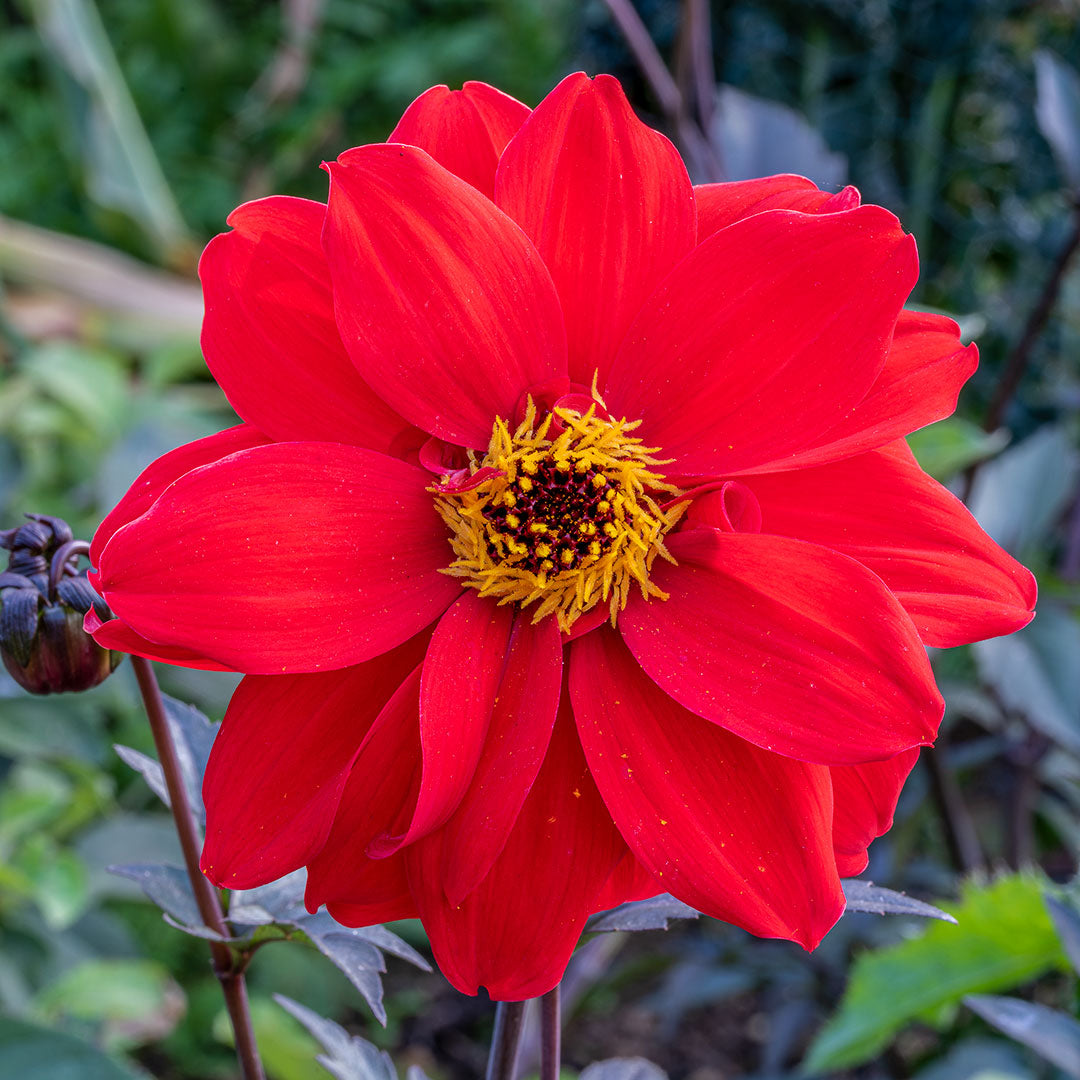 Close up of single red bloom of Dahlia 'Bishop of Llandaff'