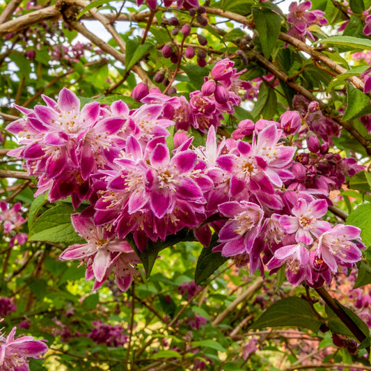 Deutzia x hybrida 'Magicien'