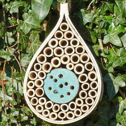 Dewdrop Butterfly / Insect habitat