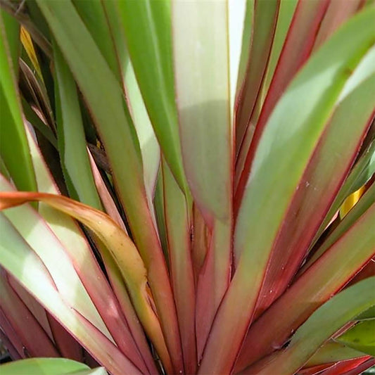 Dianella tasmanica 'Tas Red'