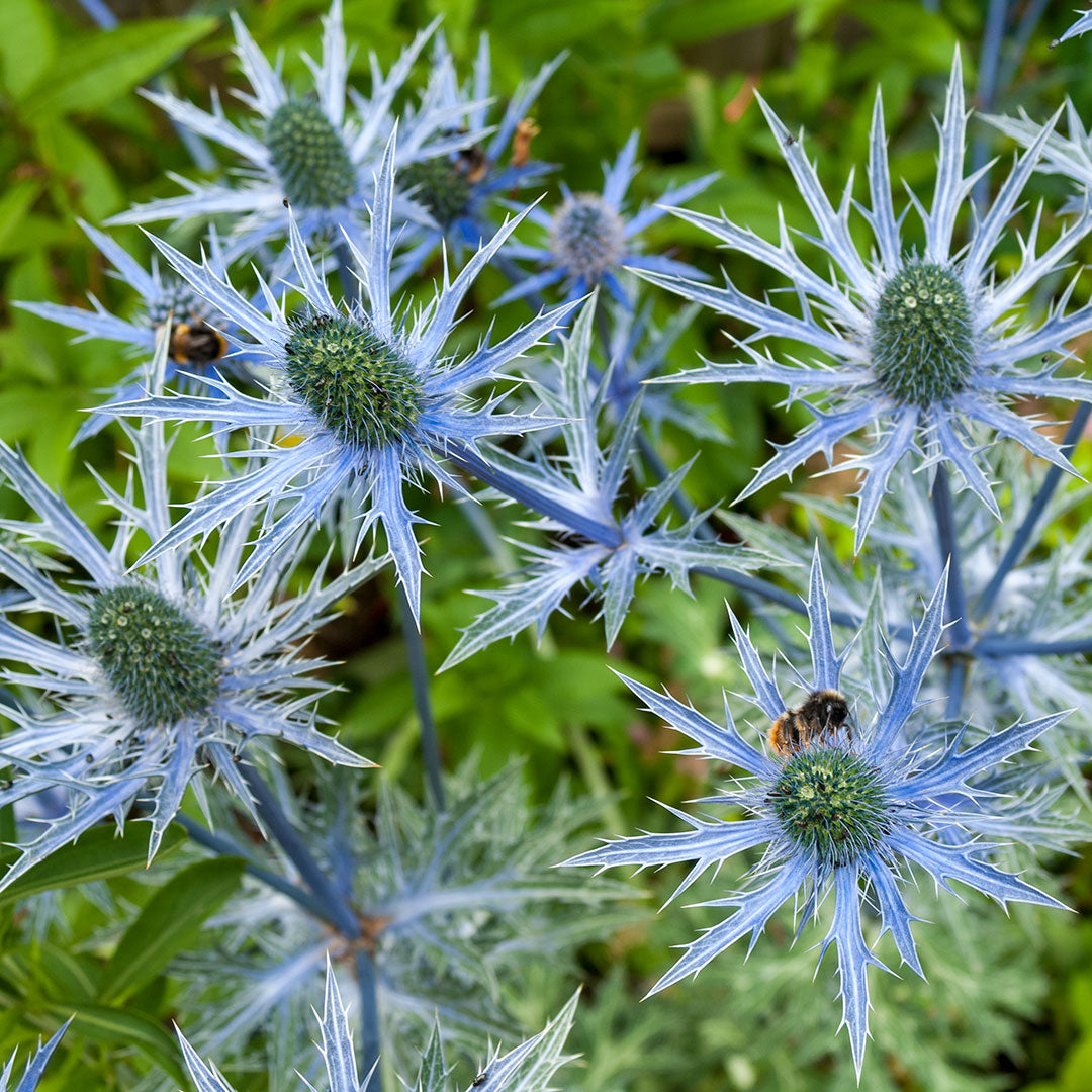 Eryngium X Zabelii Big Blue Barnsdale Gardens eryngium-x-zabelii-big-blue-barnsdale-gardens