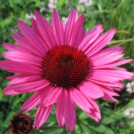 Echinacea purpurea 'Fatal Attraction'