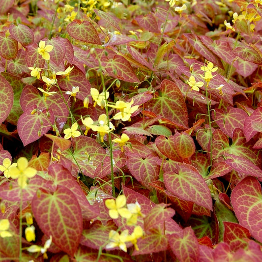 Epimedium grandiflorum 'Frohnleiten'