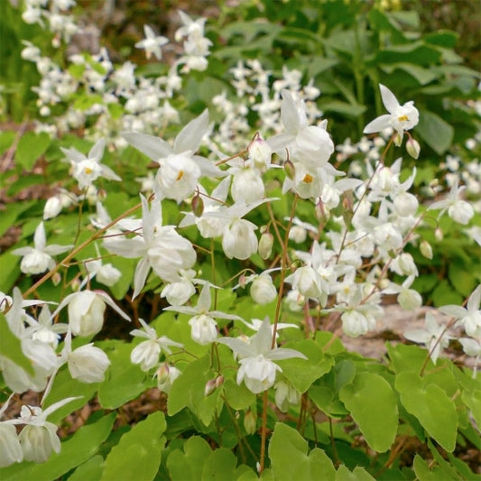 Epimedium × youngianum 'Niveum'