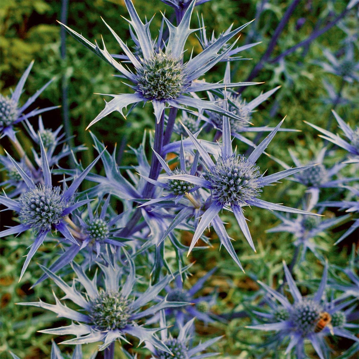 Eryngium Bourgatii Barnsdale Gardens Eryngium Bourgatii Barnsdale Gardens