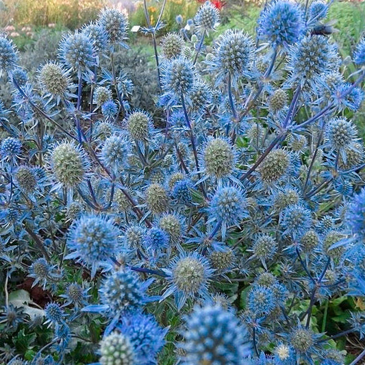 Eryngium planum 'Blaukappe' (Blue Cap)