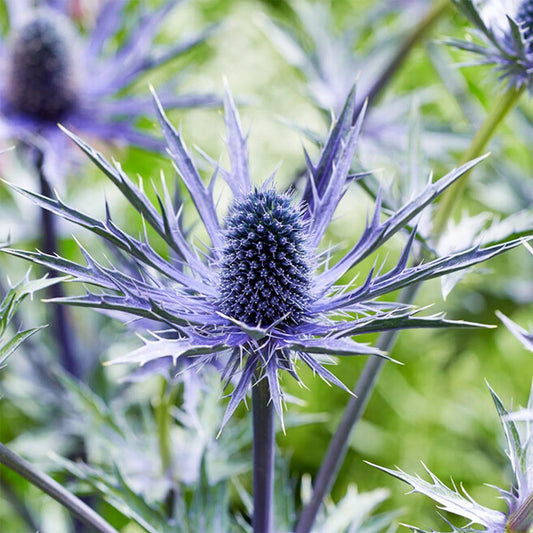 Eryngium x zabelii 'Jos Eijking'