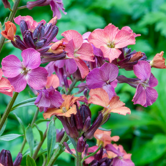 Erysimum 'Constant Cheer';