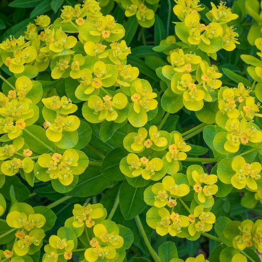 Euphorbia palustris close up