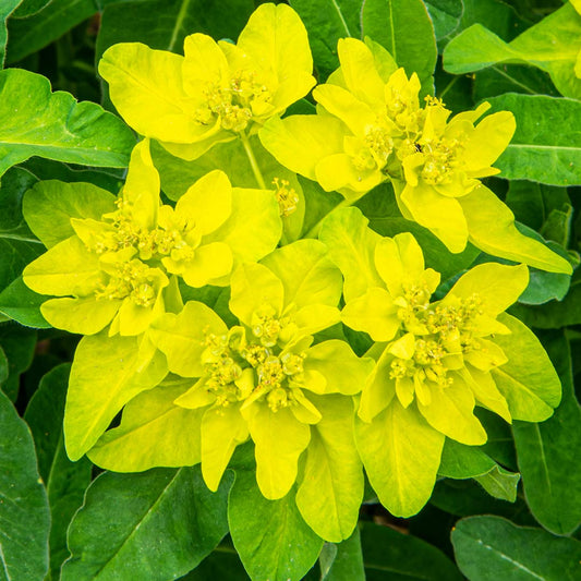 Euphorbia epithymoides. AKA Euphorbia polychroma or cushion spurge, close up.