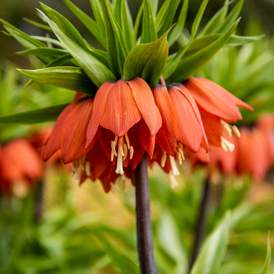 Fritillaria imperialis 'Rubra'