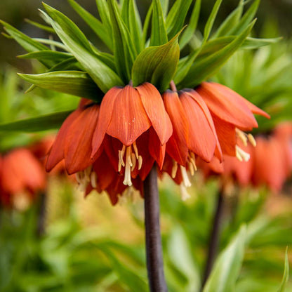 Fritillaria imperialis 'Rubra'