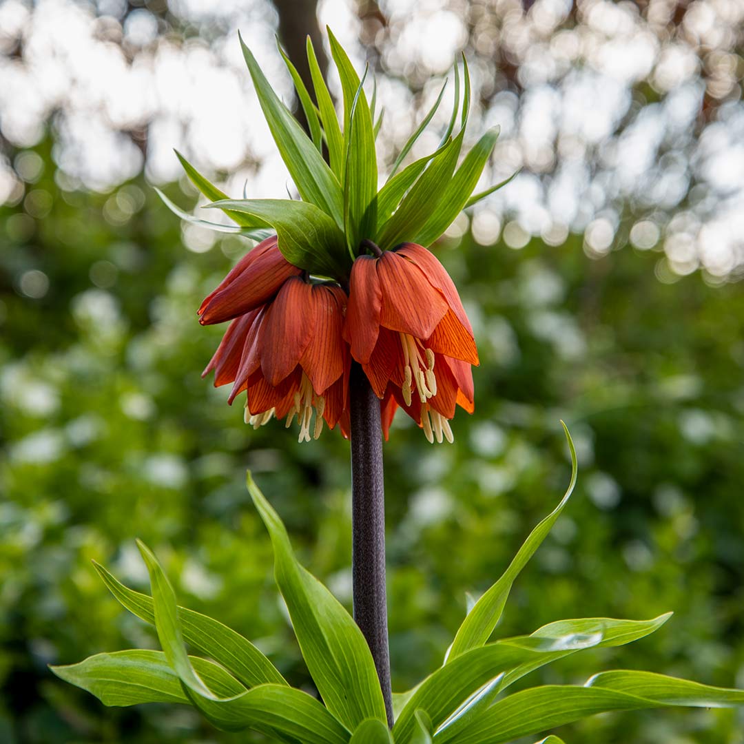 Fritillaria imperialis Rubra