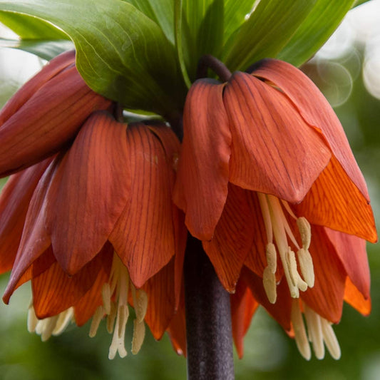 Fritillaria imperialis 'Rubra'
