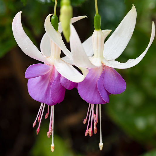 Fuchsia 'Delta's Sarah'