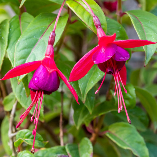 Fuchsia 'Lady Boothby'