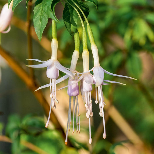 Fuchsia magellanica molinae 'Sharpitor'