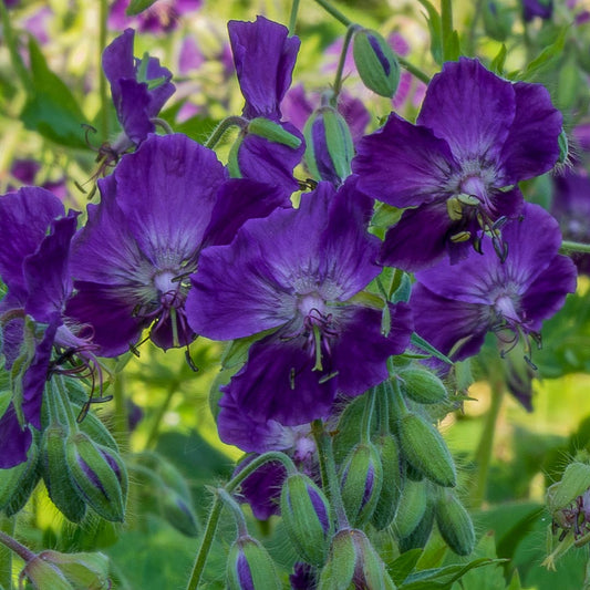 Geranium phaeum 'Lily Lovell'