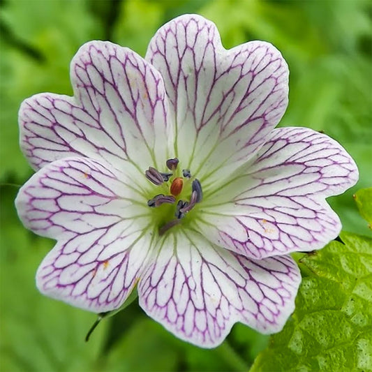 Geranium x oxonianum 'Lace Time'