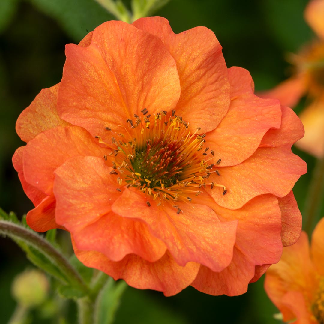 Close up of bloom of Geum 'Totally Tangerine'