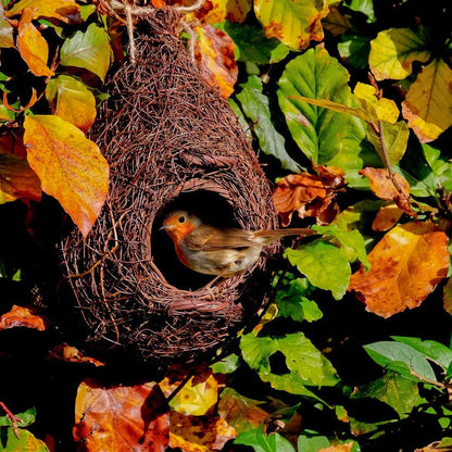 Giant Roost Nest Pocket, with bird in the entrance. to the bird box.