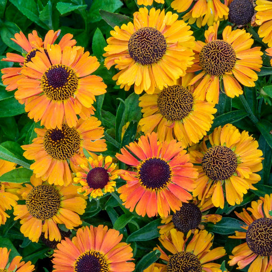 Helenium 'Short and Sassy' overhead