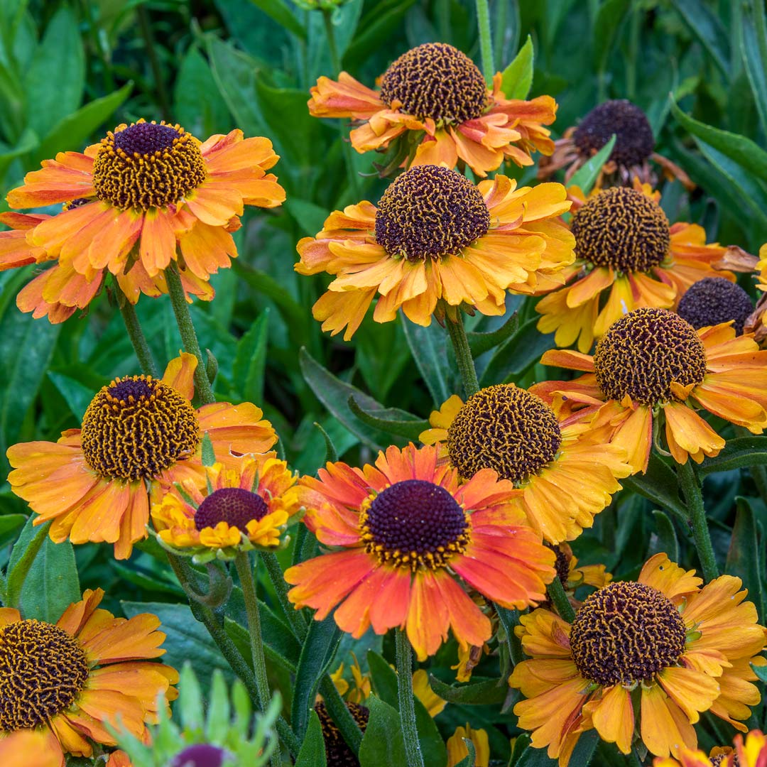 Helenium 'Short and Sassy' – Barnsdale Gardens