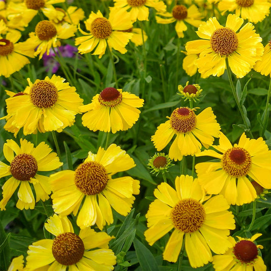 Helenium 'Wesergold'