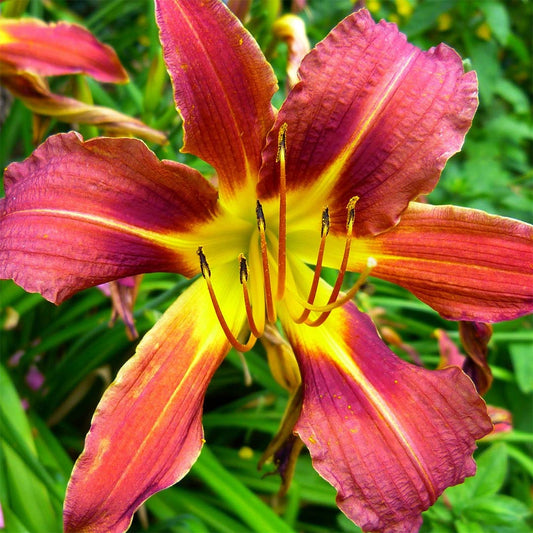 Hemerocallis 'Black Prince'