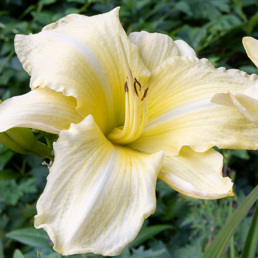 Hemerocallis 'Iron Gate Glacier' (Daylily)