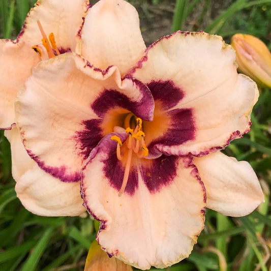 Hemerocallis 'Festive Art'