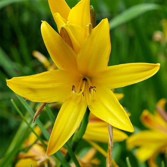Hemerocallis lilioasphodelus