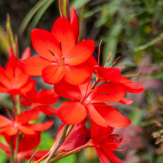 Hesperantha coccinea 'Major'