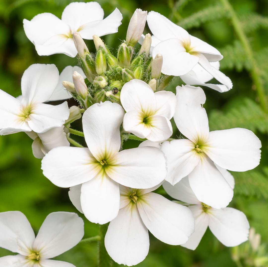Close up white flowers of Hesperis matronalis var. albiflora