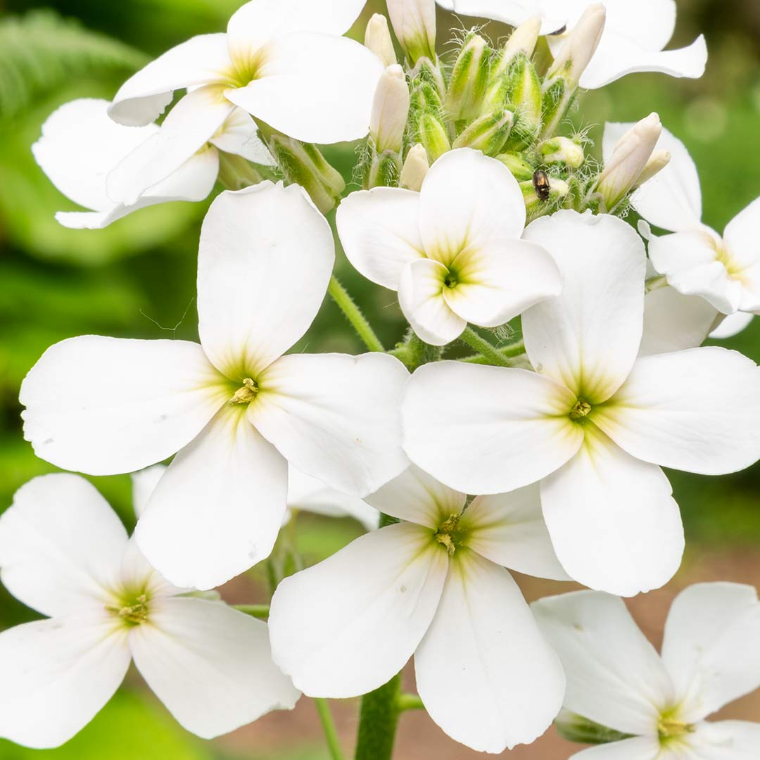 Close up white flowers of Hesperis matronalis albiflora