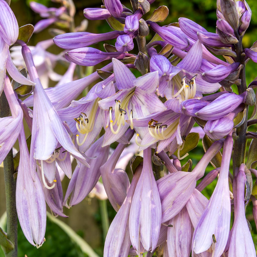 Close up of flowers of Plantain Lily, Hosta 'Minuteman'