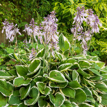 Hosta 'Minuteman' in herbaceous border at Barnsdale Gardens