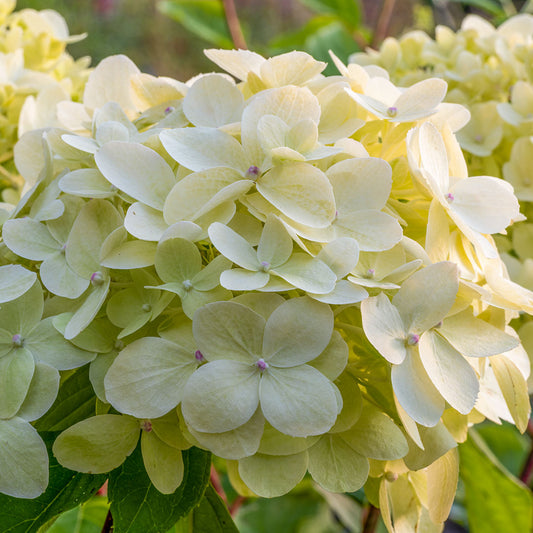 Hydrangea paniculata 'Limelight'