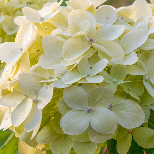 Close up of Hydrangea paniculata 'Little Lime'