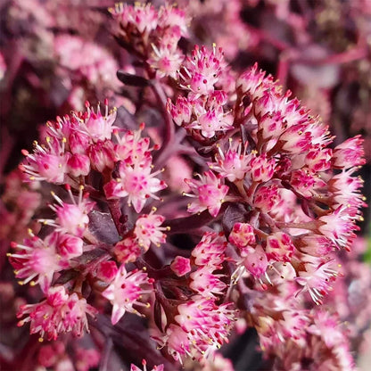 Hylotelephium 'Chocolate Cherry' (Sedum)