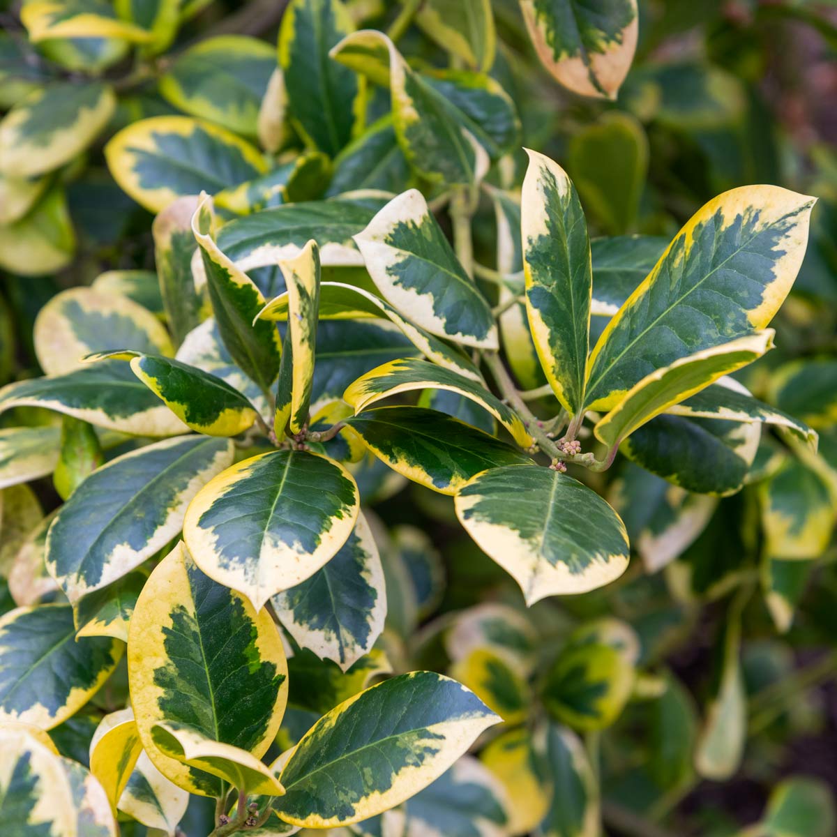 Ilex x altaclerensis 'Golden King' (Holly)