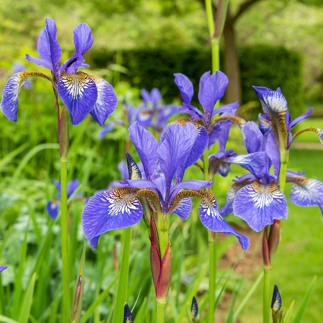 Iris sibirica in the Bog Garden Border at Barnsdale Gardens
