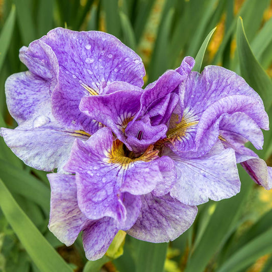 Iris sibirica 'Pink Parfait'