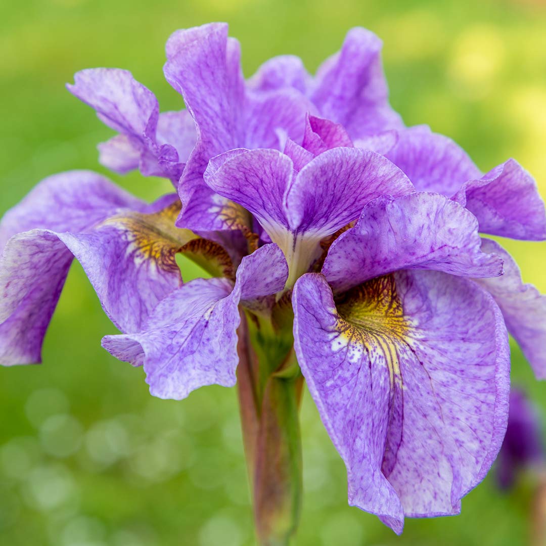 Close up of bloom of Siberian Iris, Iris sibirica 'Pink Parfait'
