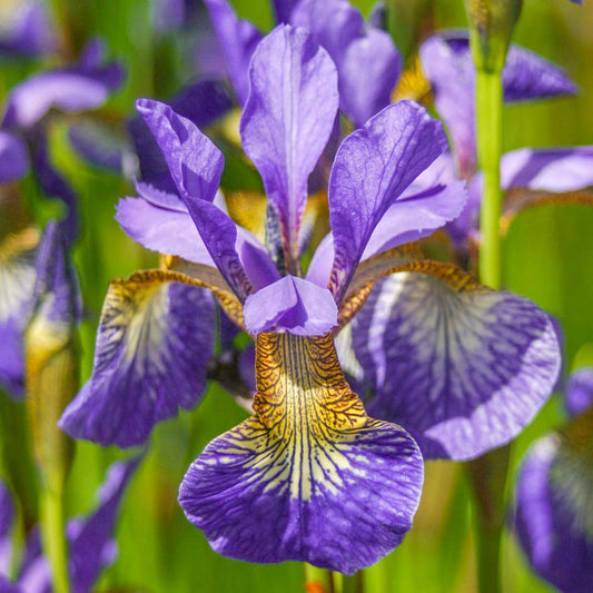 Iris sibirica 'Tropic Night'