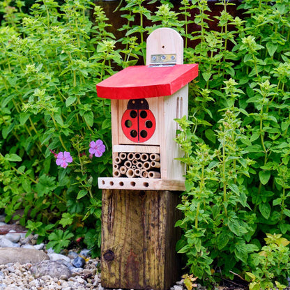 Ladybird and insect lodge for beneficial insects in the garden