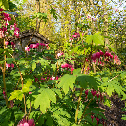 Lamprocapnos spectablis. Dicentra, or Bleeding Heart, in the Woodland Walk at Barnsdale Gardens