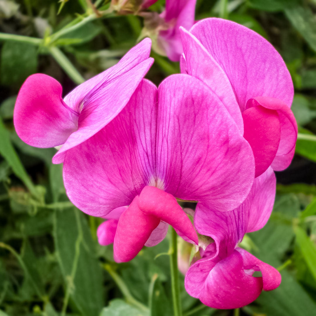 Lathyrus latifolius 'Red Pearl'